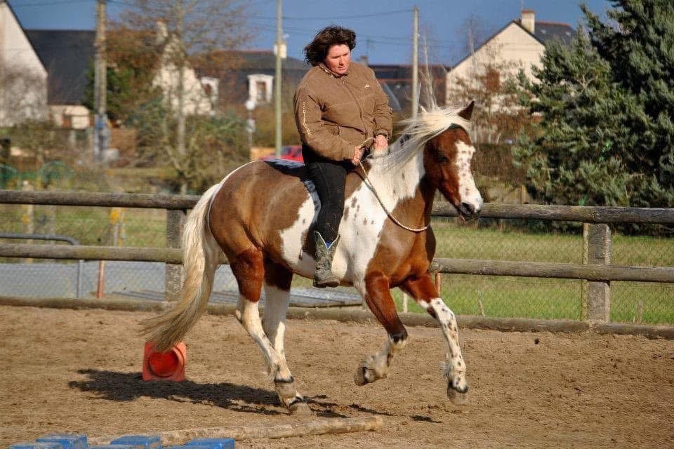 Image de STAGE "ÉQUITATION ÉTHOLOGIQUE" POUR CAVALIER AYANT QUELQUES BASES D'ÉTHOLOGIE
