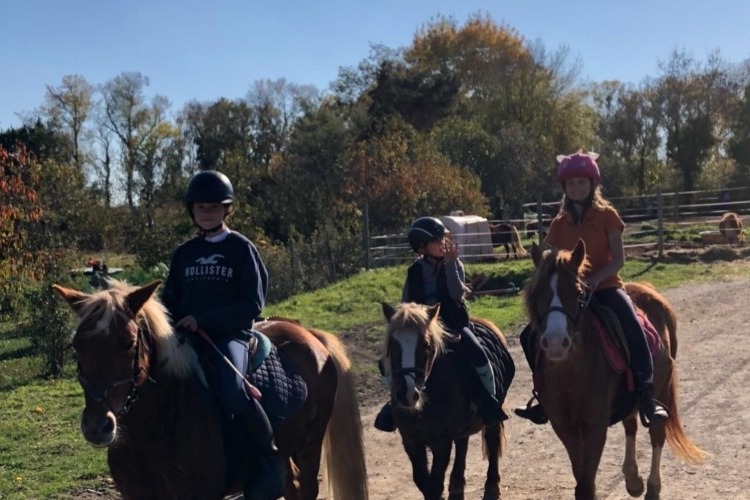 Image de Activité : découverte du poney et du cheval pour les enfants de 7 à 14 ans 