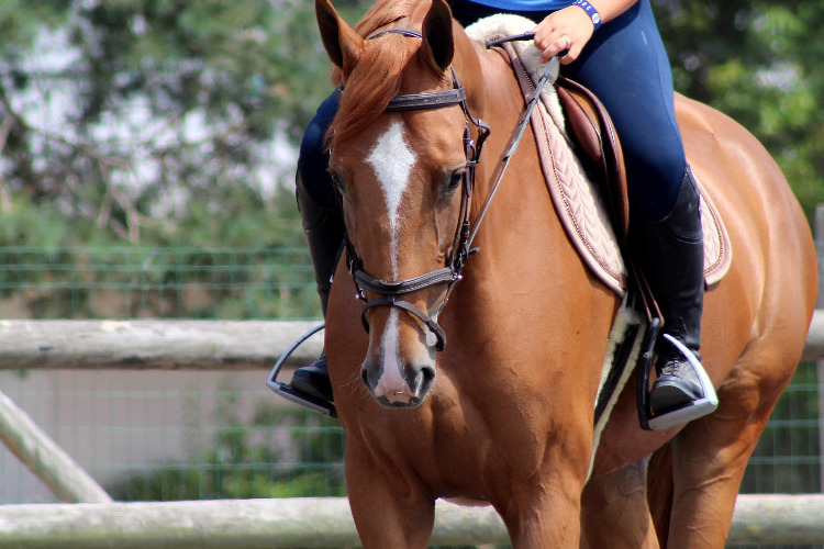 Image de Stage  perfectionnement Galop 5 à 7 